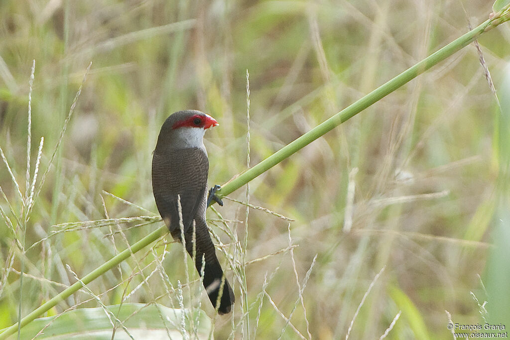 Common Waxbilladult