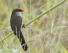 Common Waxbill