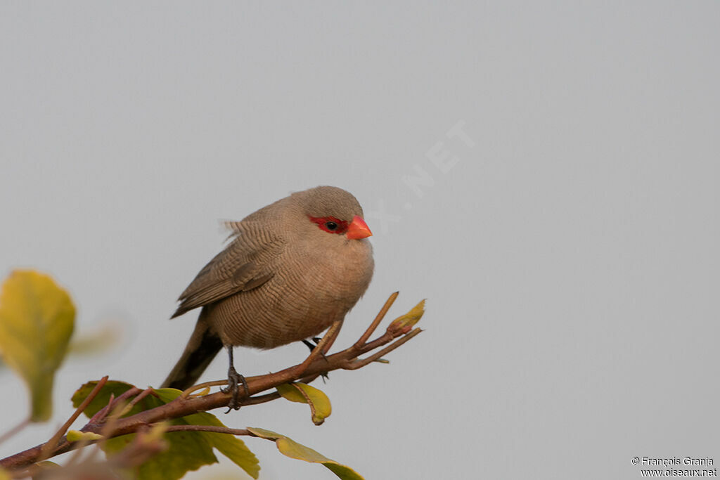 Common Waxbill