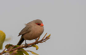 Common Waxbill