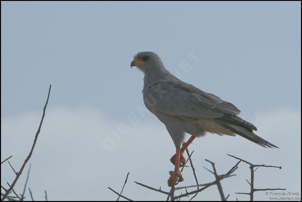 Autour à ailes grises