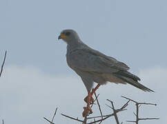 Eastern Chanting Goshawk