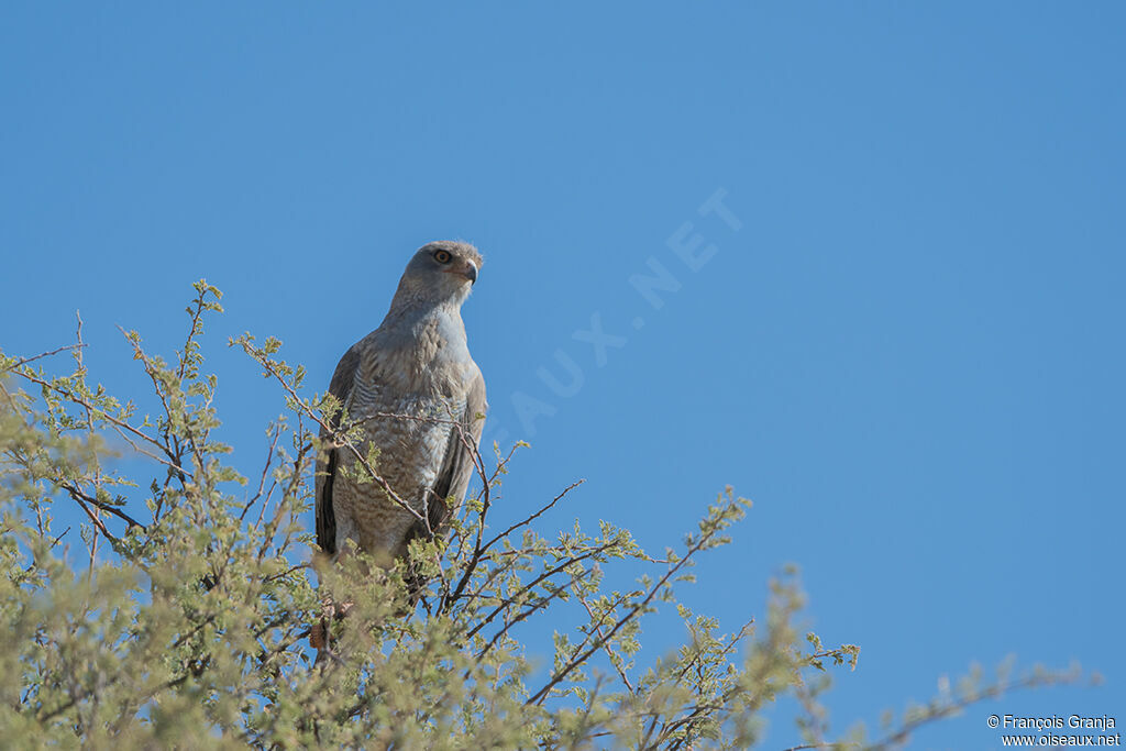 Pale Chanting Goshawkimmature