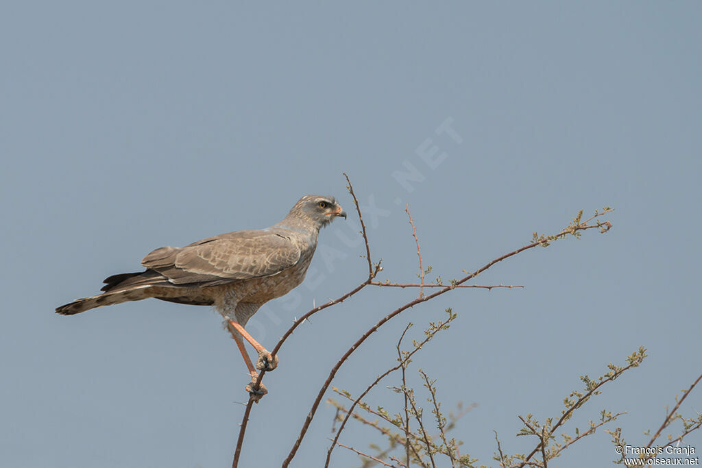 Pale Chanting Goshawkimmature