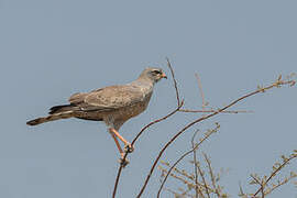 Pale Chanting Goshawk