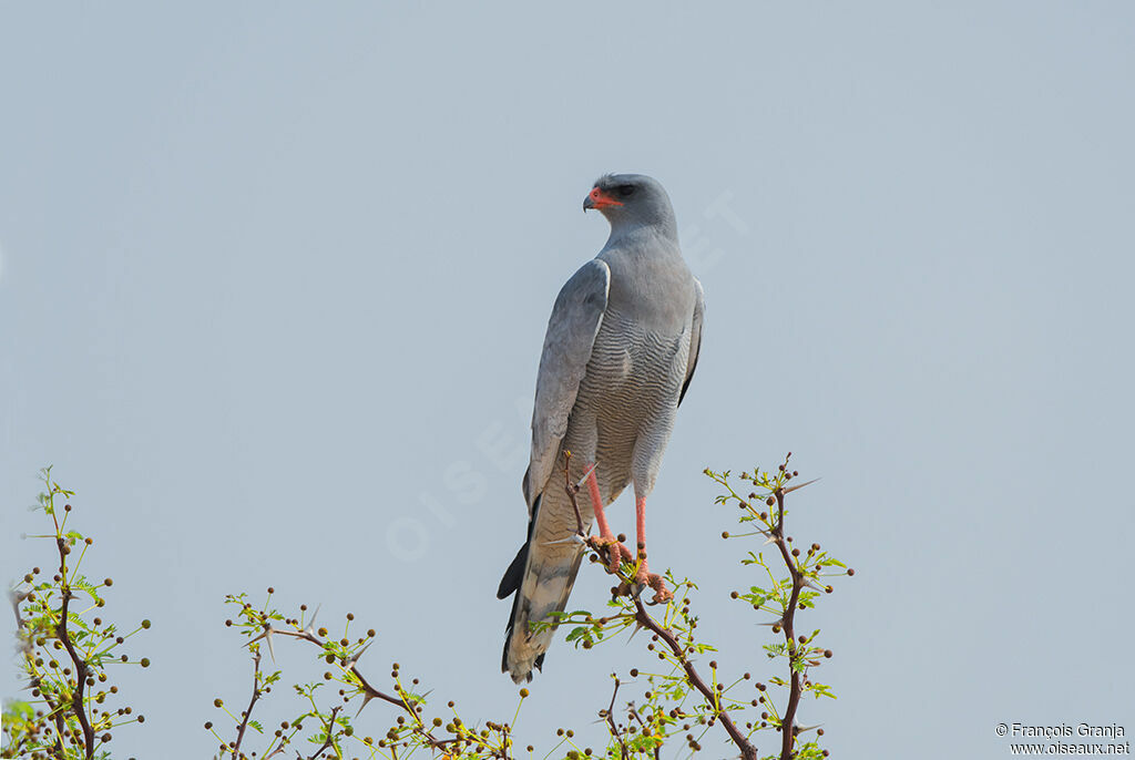 Pale Chanting Goshawk