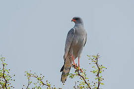 Pale Chanting Goshawk