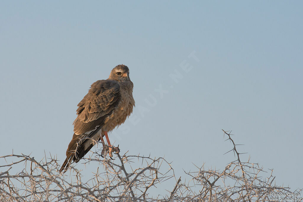 Pale Chanting Goshawk