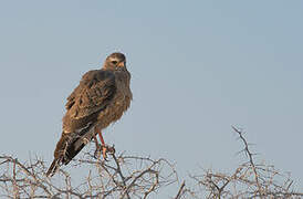 Pale Chanting Goshawk