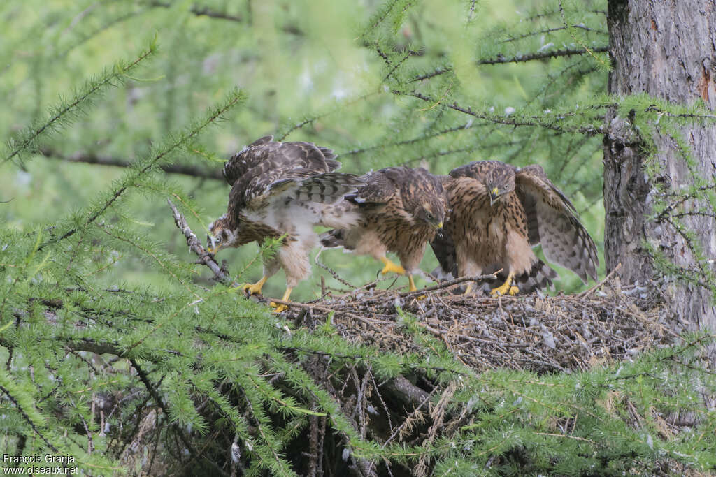 Autour des palombes, habitat, Nidification