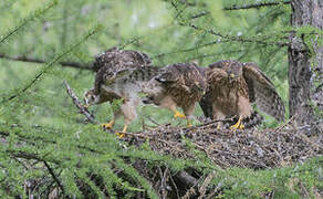 Northern Goshawk