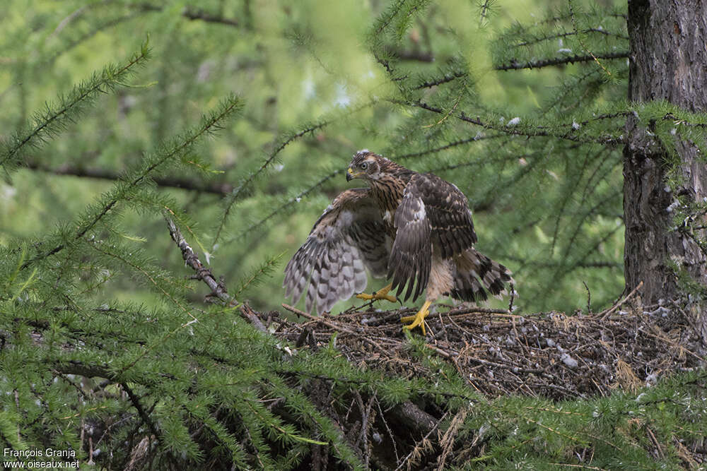 Eurasian Goshawkjuvenile, habitat, pigmentation, Reproduction-nesting