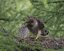 Northern Goshawk