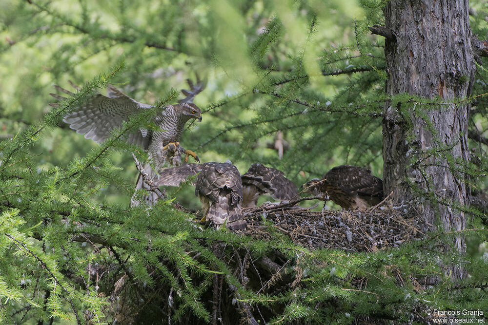 Eurasian Goshawk