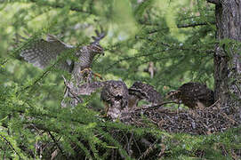 Northern Goshawk