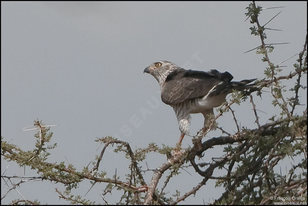 Gabar Goshawk