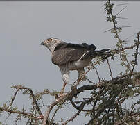 Gabar Goshawk