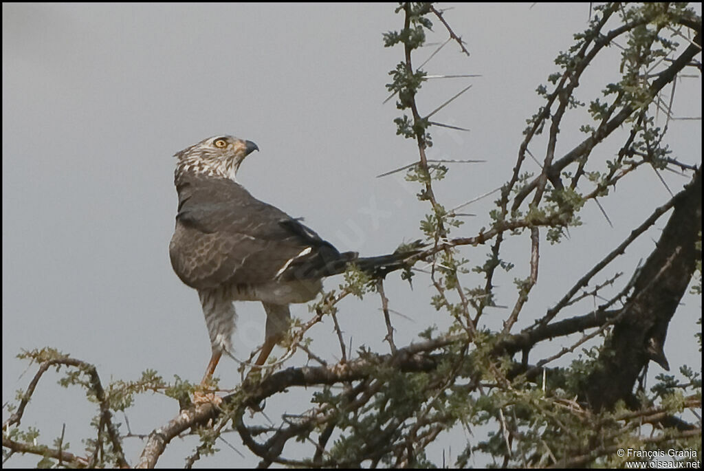 Gabar Goshawk