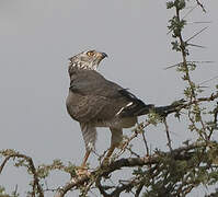 Gabar Goshawk