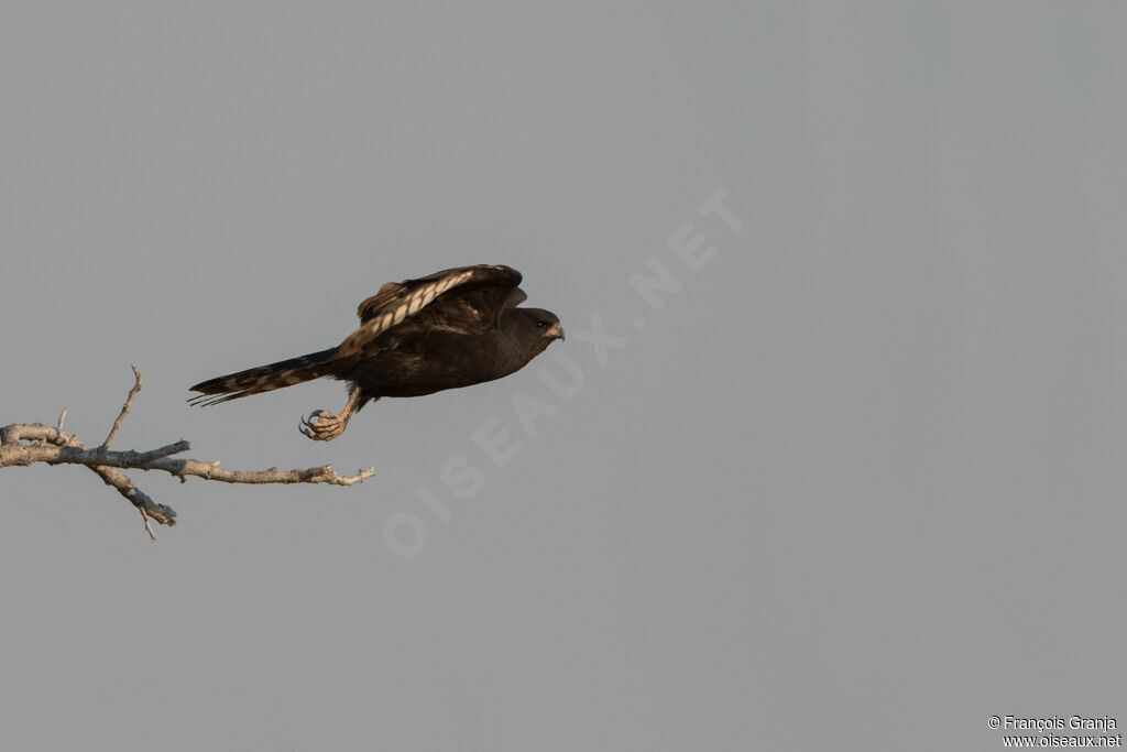 Gabar Goshawk