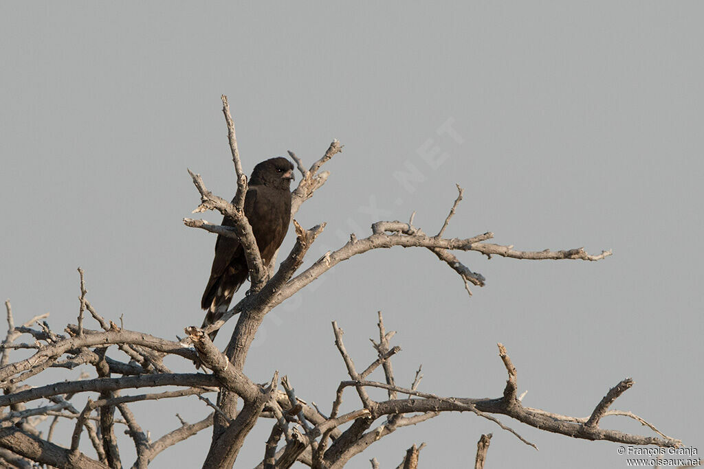 Gabar Goshawkadult