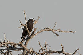 Gabar Goshawk