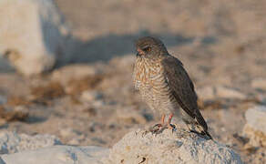 Gabar Goshawk