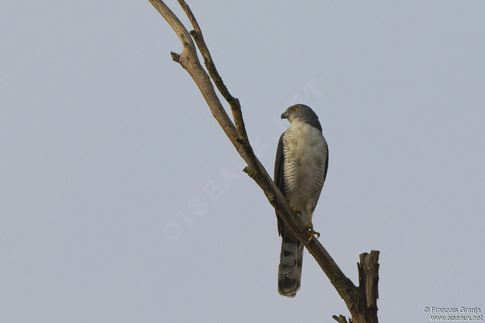 African Goshawk