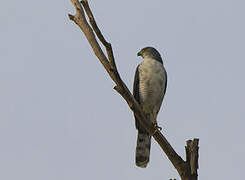 African Goshawk