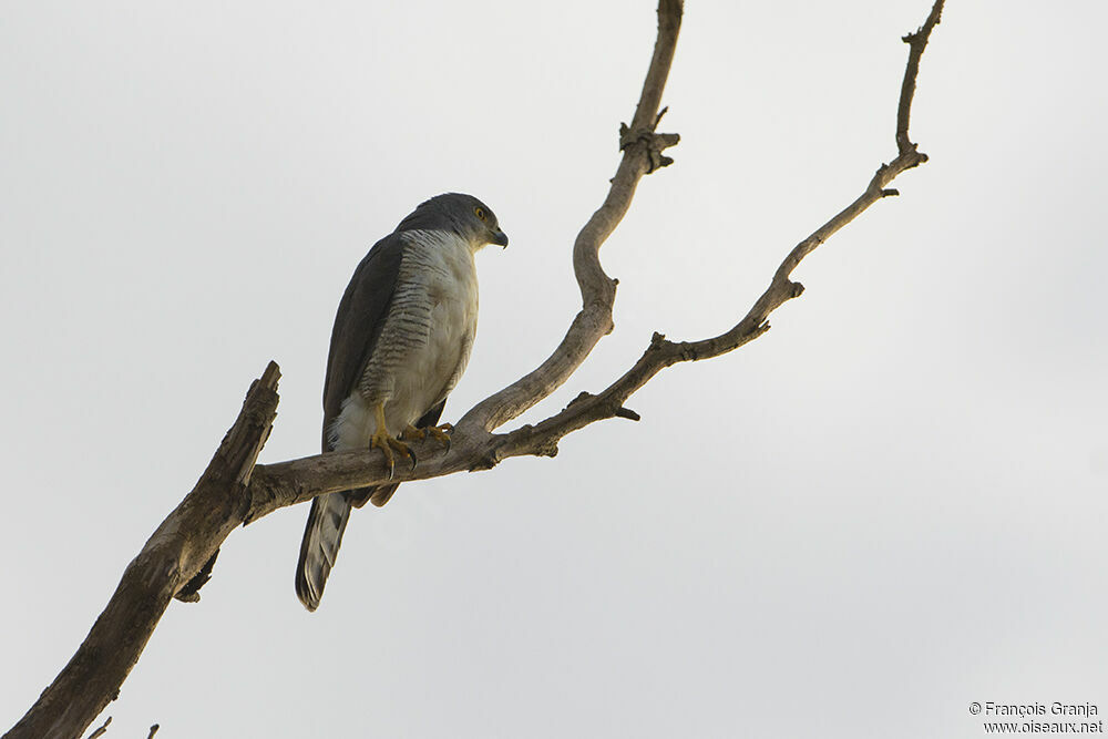 African Goshawk