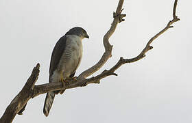 African Goshawk