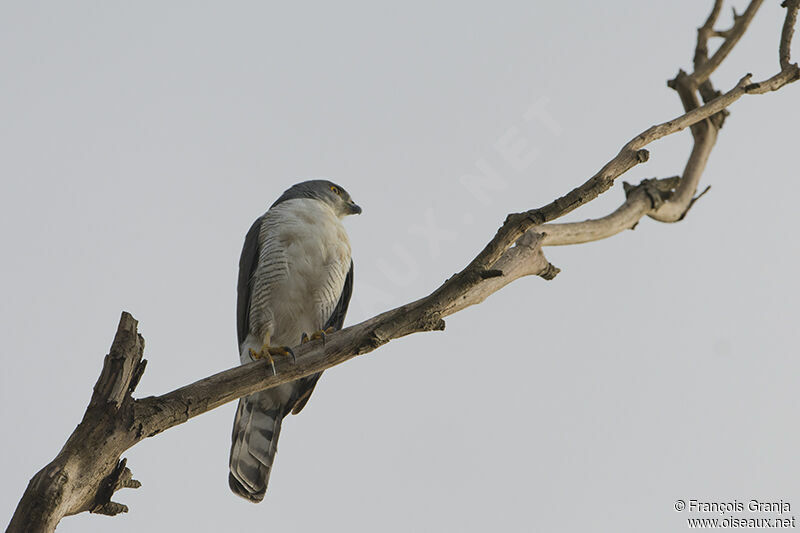 African Goshawk