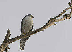 African Goshawk