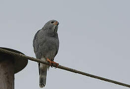 Lizard Buzzard