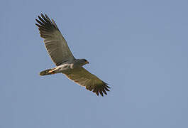 Lizard Buzzard