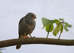 Lizard Buzzard