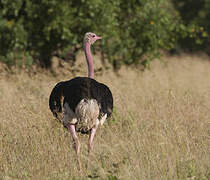 Common Ostrich