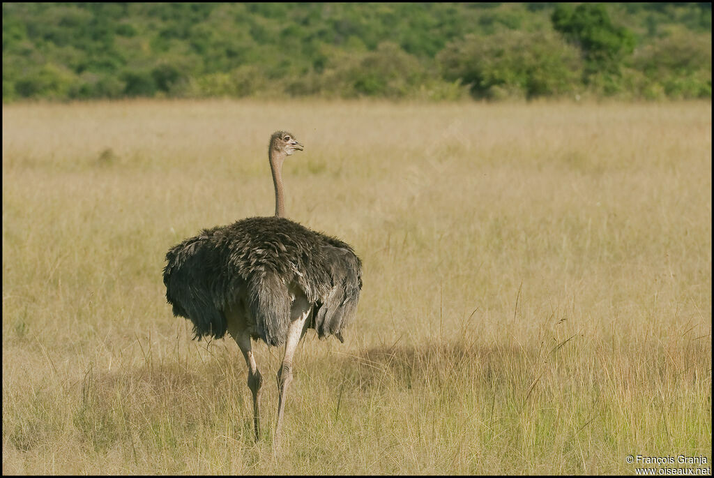 Common Ostrich female adult