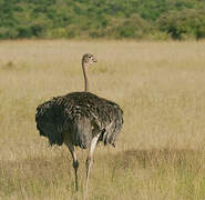 Common Ostrich