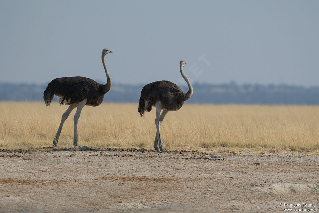 Common Ostrich