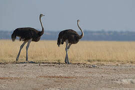 Common Ostrich