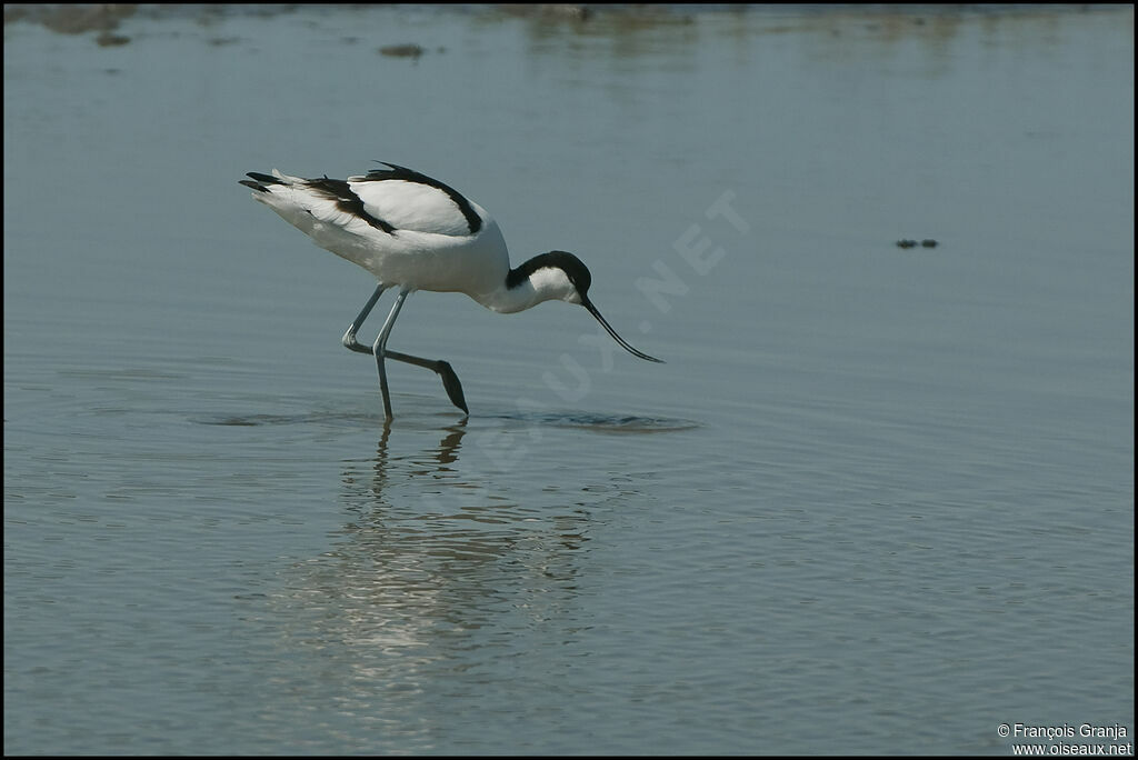 Avocette éléganteadulte