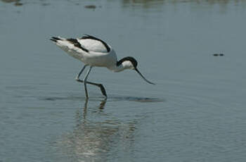 Avocette élégante