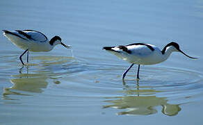 Pied Avocet