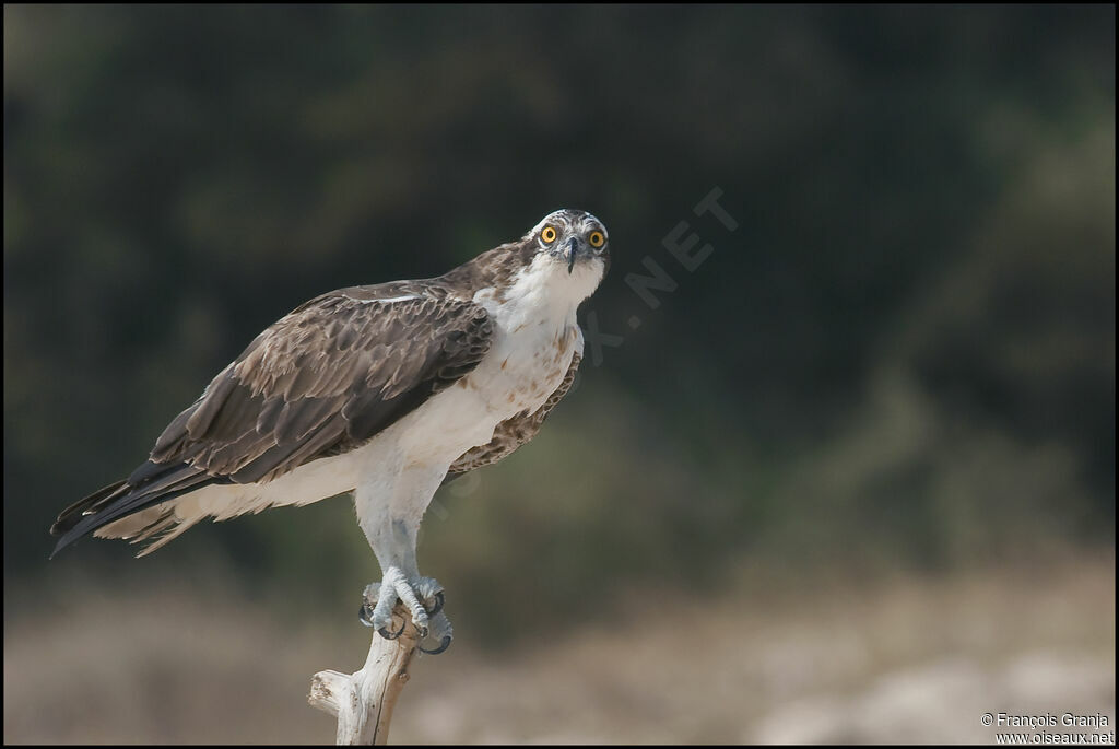 Western Osprey