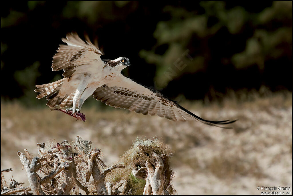 Balbuzard pêcheur