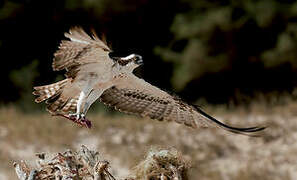 Osprey