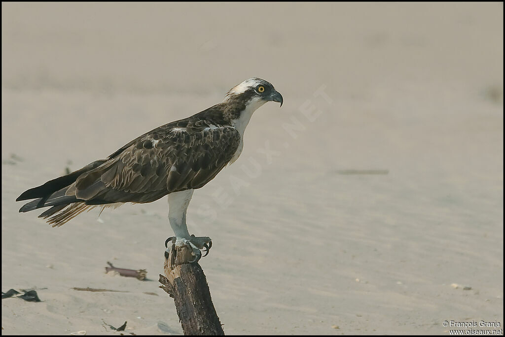 Osprey