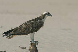 Western Osprey