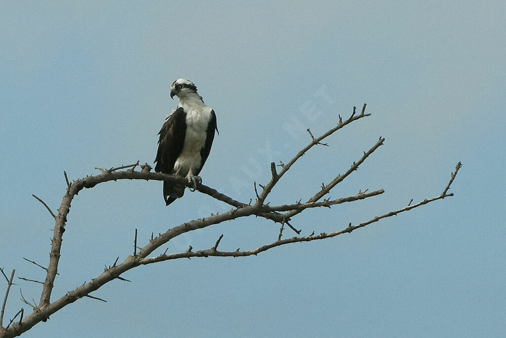 Western Osprey